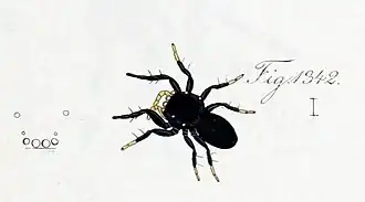 male R. nigrita