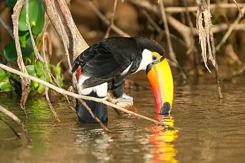 Drinking water from a river in Pantanal, Brazil