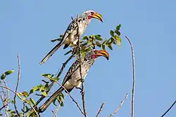 Male and female couple in Damaraland, Namibia