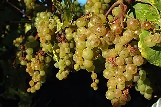 White grapes on a vine