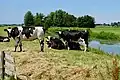 Cows in the field