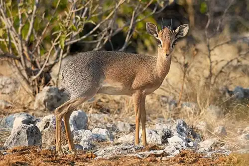 Male Damara-Dikdik Etosha National Park, Namibia