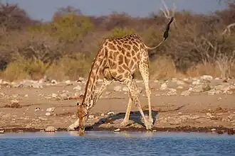 Drinking in Etosha National Park