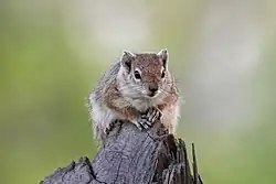 Cape ground squirrel on a tree