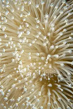 A close-up of an alcyonacean showing individual polyps