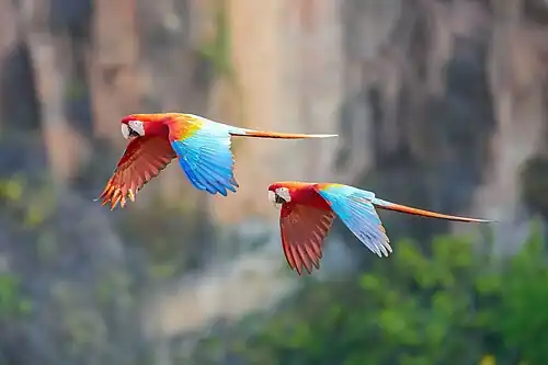 Couple in flight in Mato Grosso, Brazil