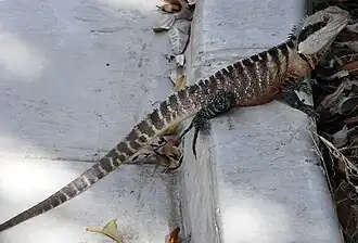 I. l. lesueurii (eastern water dragon)
