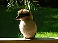 Kookaburra in North Arm Road