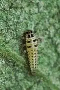 First instar larva