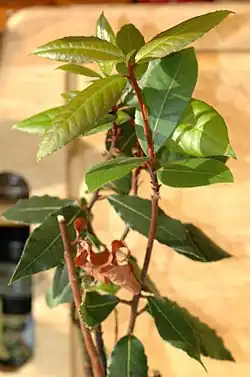 Image of a stalk of Bay Laurel in a kitchen environment