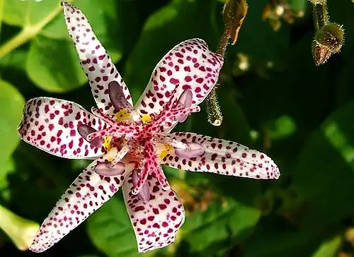Tricyrtis flower with patterned tepals