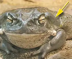 Bufotoxin is found on the skin of toads of the genus true toad (Bufo).[11]