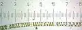 Spirogyra.&nbsp; Each numbered tick = 122 μM