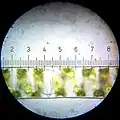 Spirogyra.&nbsp; Each numbered tick = 20 μM