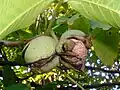 "fruit and foliage"