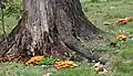Growing near trunk