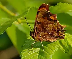 Comma butterfly in summer form, on a leaf