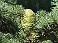 Cedrus deodara forms short shoots (from buds) along the long shoots.
