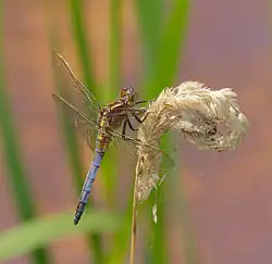 Immature male