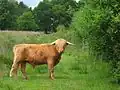 Bull in Diever