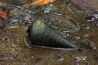 Telescopium telescopium
