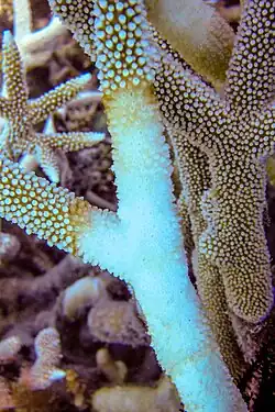 Image 12Acropora with brown band disease, Lizard Island (from Environmental threats to the Great Barrier Reef)