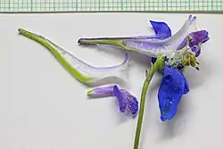 Bisected flowers