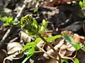 Developing inflorescence. Lower Lußhart near Neulußheim, Baden-Württemberg, Germany.