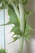 Leaf base
