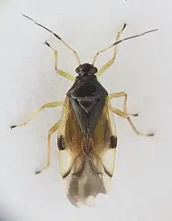Bryocoris pteridis