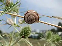 Aestivating individual