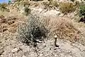 Olive tree vandalized by settlers