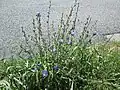 Chicory (Cichorium intybus) blooming on a road verge in Bischmisheim, Saarbrücken, Germany