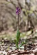 Small individual