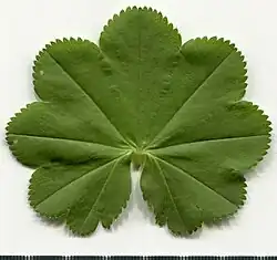 Leaf adaxial side.