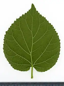 Leaf abaxial side