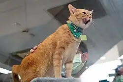 Orange cat with a collar and green bandana licking its teeth