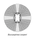 Diagram of the oral cone of Buccaspinea cooperi.
