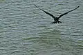frigatebird shakes the water out of its feathers