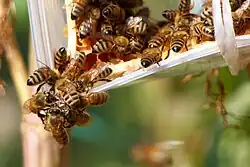 Photograph of the corner of a white beehive with several bees gathered and cleaning the honey where the contents were removed (by a bee keper)