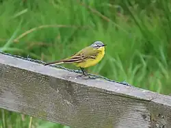 Western yellow wagtail, Vombs Ängar, Scania