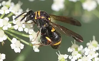 ♀ on Peucedanum oreoselinum