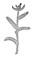 Chapter 254. Millefolium – garbe