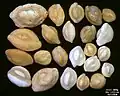Foraminifera of Indian Ocean, south-eastern coast of Bali, field width 5.5&nbsp;mm