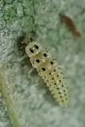 Second instar larva