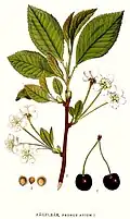 Cherry pedicels in flower and fruit (drawing)
