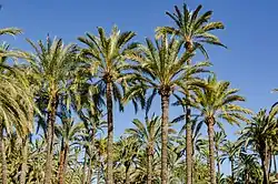 Palm trees