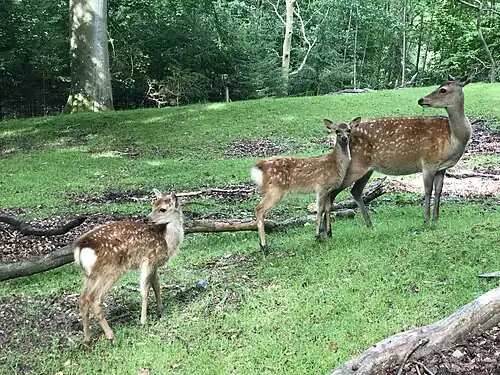 Roe deer