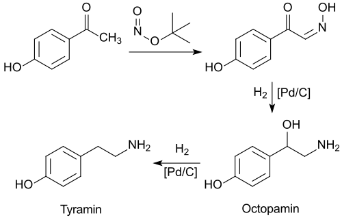 Synthesis of octopamine+tyramine from 4-hydroxyacetophenone (4-HAP)
