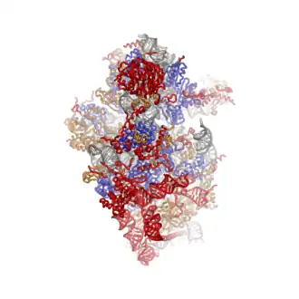 40S subunit viewed from the solvent-exposed side, PDB identifier 2XZM